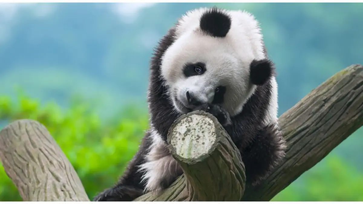 Panda dan Konservasi: Usaha Menyelamatkan Spesies Langka